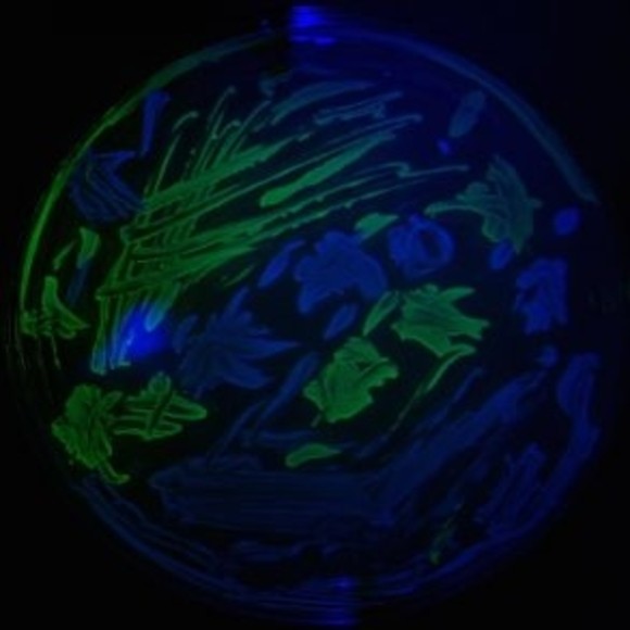 the effect of antibiotics on bacterial growth experiment