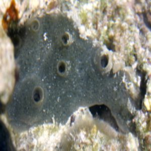 Possible ancestor of sponges found