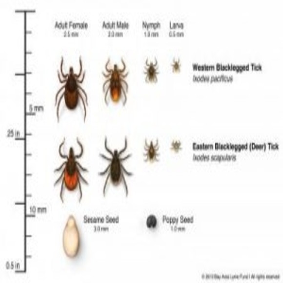 Old Strategies May Limit New Lyme Disease - BioTechniques