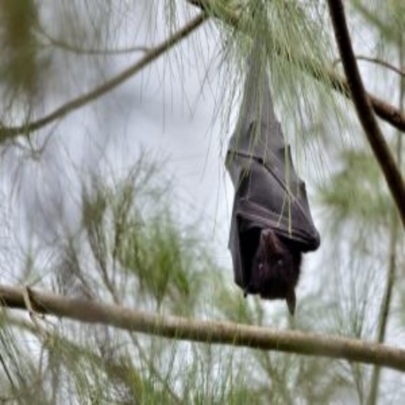 Bats May Hold the Key to Our Darkest Biological Secrets