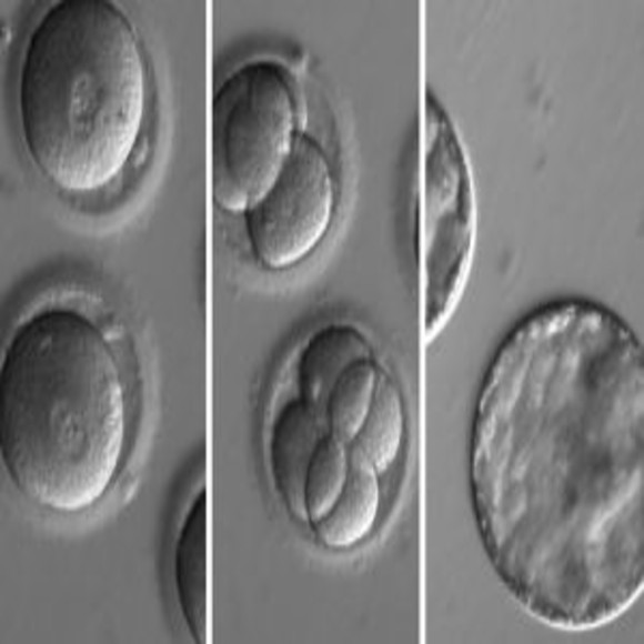 US Scientists Modify Human Embryos with CRISPR/Cas9