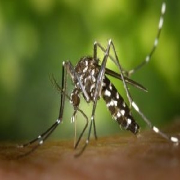 Linking Zika Virus and Microcephaly - BioTechniques