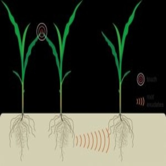 How Plants Talk BioTechniques