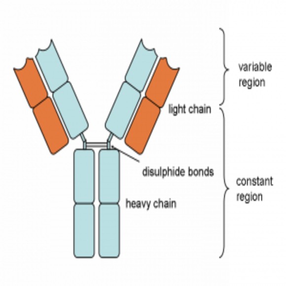 Accelerating Antibody Screening for Viral Threats - BioTechniques