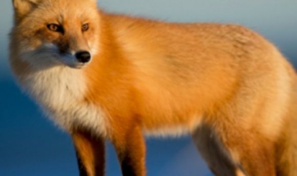 Red fox - animal