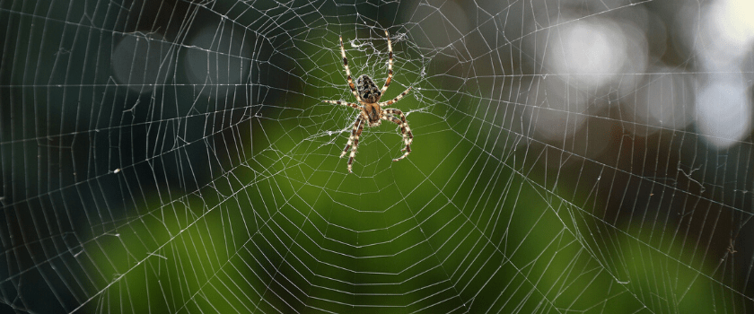 Have the Secrets Behind Spider Silk Been Unraveled? - BioTechniques