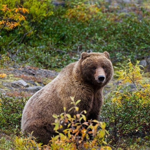 Genetic Changes Behind Hibernation in Bears Revealed - BioTechniques