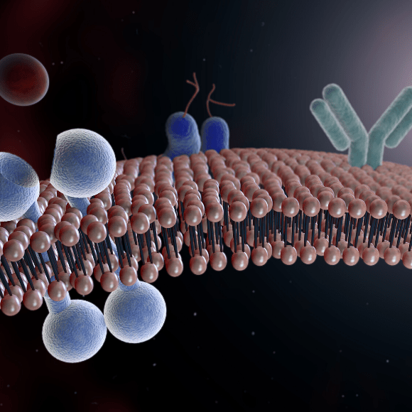 Petra Schwille on Compartmentalizing Membrane Proteins - BioTechniques