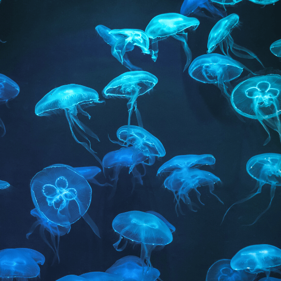 Close up of purple glowing jellyfish underwater, created using generative  ai technology from Pikwizard