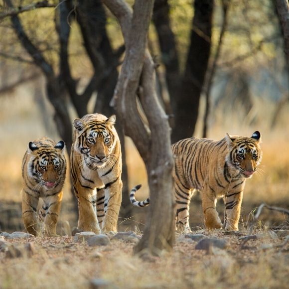 Are Wild Tiger Populations at Risk from COVID-19? - BioTechniques