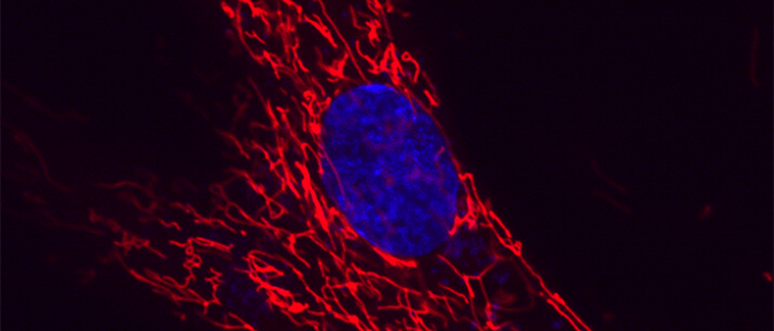 editing mitochondrial DNA