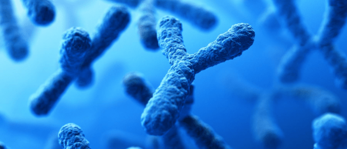 Y chromosome hypothesis