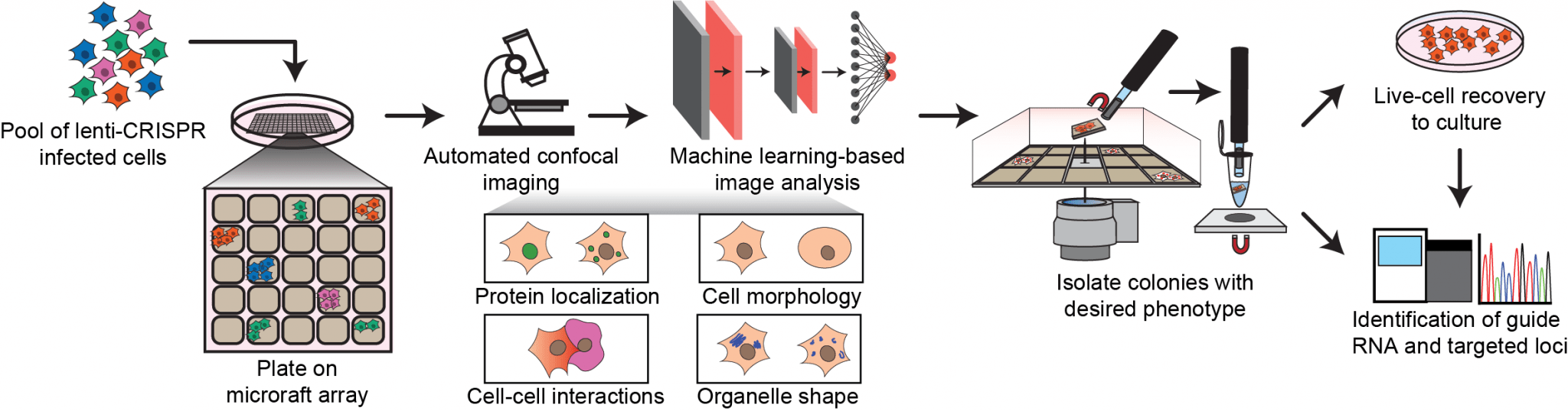 Pooled CRISPR Screening Identifies RBPs - BioTechniques