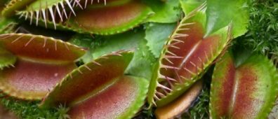 How Do Venus Flytraps Detect And Trap Their Pray? - BioTechniques