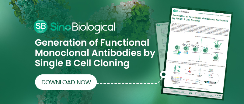 Generation Of Functional Monoclonal Antibodies By Single B Cell Cloning ...