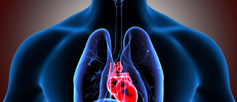 First Biofabricated Heart Ventricle - BioTechniques