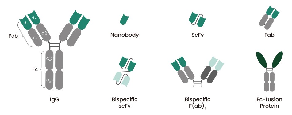 Recombinant antibody production in drug discovery - BioTechniques