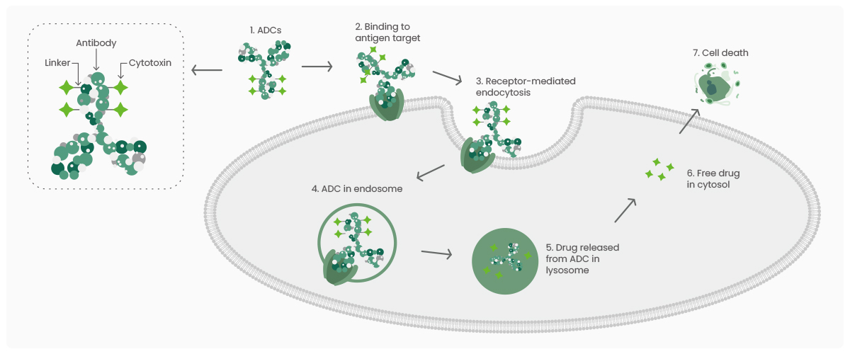 Antibody–drug Conjugates: A Novel Paradigm For Cancer Therapy ...