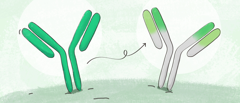 Evolution Of Antibody Humanization And Affinity Maturation - BioTechniques