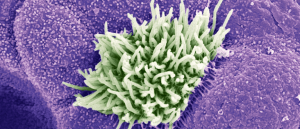 Cryo-em image of cilia